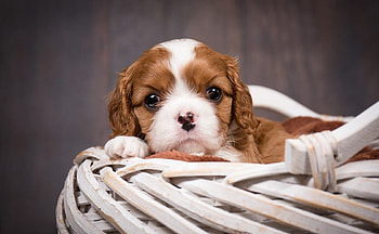 Puppy, dog, animal, white, spaniel, cute, king charles, basket, brown, king charles spaniel HD wallpaper