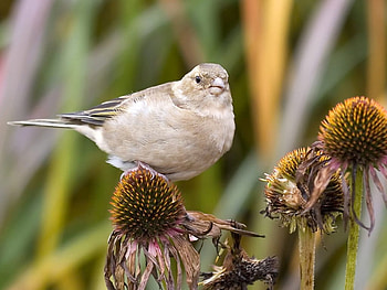 garden warbler seeds, cute, birds HD wallpaper