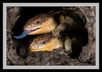 BLUE TONGUED LIZARDS, NATURE, , LIZARDS, BLUE HD wallpaper