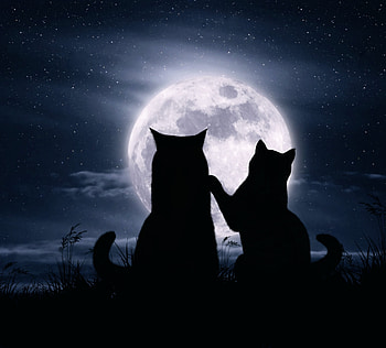 Moonlight, cat, pisica, creative, moon, fantasy, couple, luna, luminos, silhouette HD wallpaper