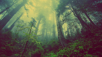 Misty rainforest, Awe-inspiring scenery, Foggy ambiance HD wallpaper