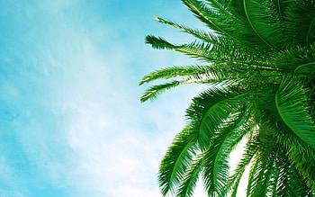 Palm leaves , Exotic foliage, Botanical beauty, Nature's artwork HD wallpaper