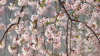 Spring Time, Blooming, Cherry, Tree, Flowers, Branches HD wallpaper