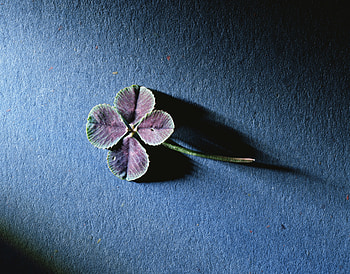 Background, Flower, Macro, Surface HD wallpaper