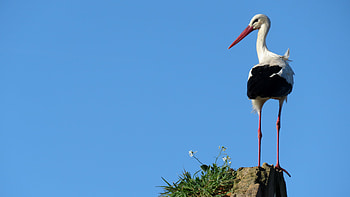 Stork, Captivating , Exquisite beauty, Nature's marvel HD wallpaper