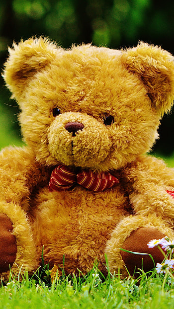 Beautiful Teddy Bear, Grass, Background HD phone wallpaper