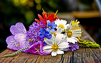 flowers, colors, nature, flower HD wallpaper