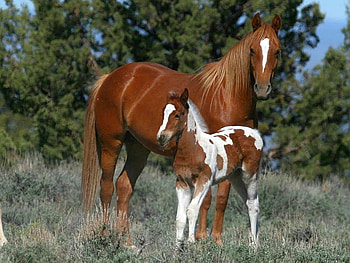 Beautiful Horses, cool, horses, beautiful HD wallpaper