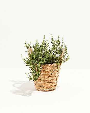French thyme spreader, Gray-green foliage, Lively ornamental plant, Greener home HD phone wallpaper