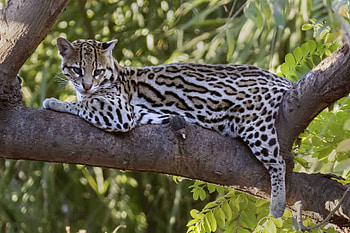 Ocelot, Feline beauty, Elusive predator, Mysterious wildcat HD wallpaper