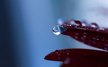 Macro, Sheet, Leaf, Moisture, Drop, Dew HD wallpaper