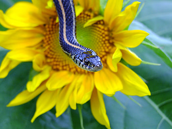 Hang in There, snake, reptile, garter, constricter HD wallpaper