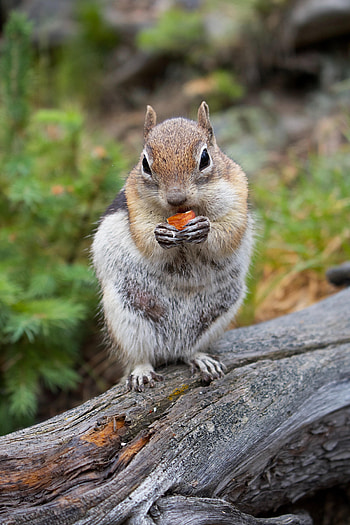 Animals, Wood, Tree, Animal, Bark, Rodent, Chipmunk HD phone wallpaper