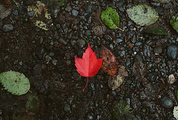 Autumn, red leaf, forest HD wallpaper