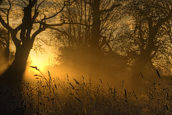 Nature, Trees, Sun, Shine, Light, Outlines, Glow, Ears, Spikes HD wallpaper