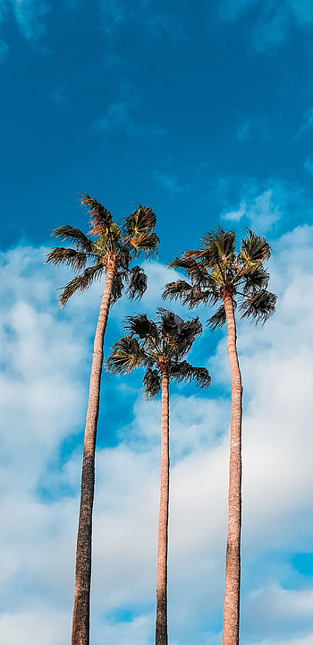 Nature, Trees, Sky, Clouds, Palms, Tropics HD phone wallpaper