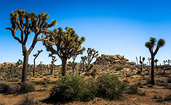 Los Angeles to Joshua Tree National Park, Epic road trip, Southern California adventure HD wallpaper