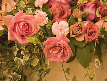 Plants, Flowers, Roses HD wallpaper