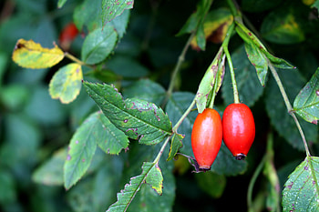 Berries, Briar, Macro, Branches, Fruit HD wallpaper