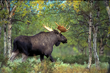 Elk (Animals), Nature's artistry, Tranquil oasis, Forest symphony HD wallpaper
