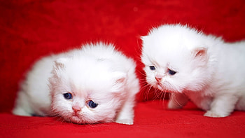 Two Cuties, animal, kitten, white, cat, cuties HD wallpaper