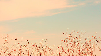 Soft Computer - , Soft Computer Background on Bat, Aesthetic Girls Computer HD wallpaper