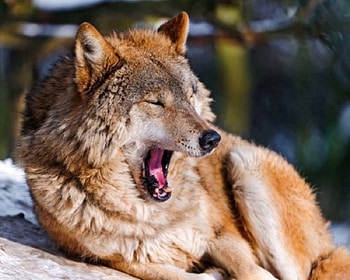 COFFEE, winter, natur, Wolves, snow, Wolf HD wallpaper
