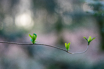 Leaves, Macro, Branch, Sprout HD wallpaper