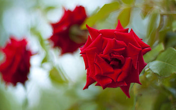Plant, Macro, Rose Flower, Rose, Petals, Bud HD wallpaper
