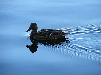 Animals, Birds, Ducks HD wallpaper