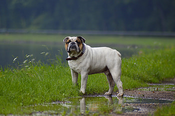 Bulldog In Rainy Weather, bulldog, animals, dog, rain HD wallpaper