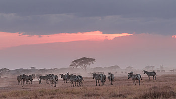 Zebra , African wildlife, Striking patterns, Nature's marvels HD wallpaper