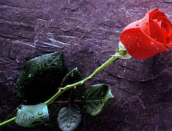 the red rose, true, love, forever HD wallpaper