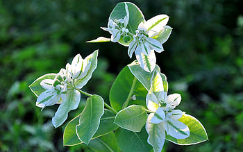 Plants, Flowers HD wallpaper