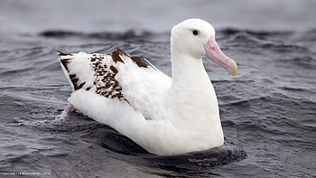 Seabird wonder, Albatross beauty, , Inspiring avian artistry HD wallpaper