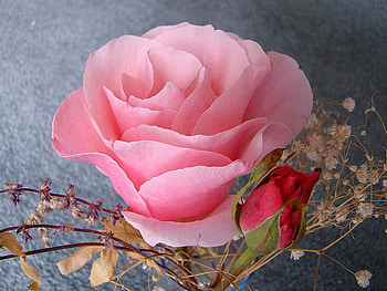 pink rose, rose, pink, wp, lovely HD wallpaper