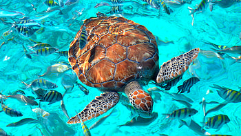 Turtle Shoal Of Fish Floating On Ocean Water Fish HD wallpaper