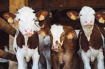 Cows, Farm Animals HD wallpaper