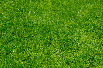 Nature, Grass, Summer HD wallpaper