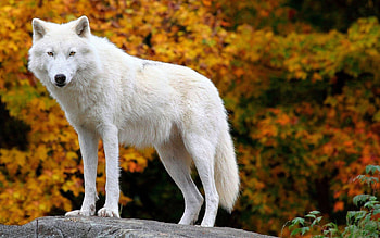 Arctic, Wolves HD wallpaper