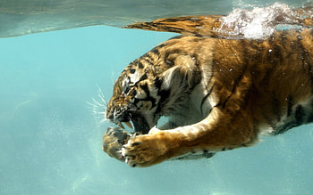 Computer Animal | tiger in water backgrounds not just for your HD wallpaper
