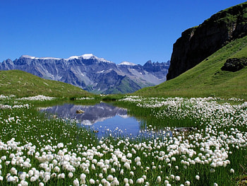 Sunny Day, flowers, lake, mountain HD wallpaper