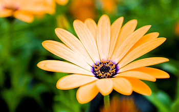 Plants, Flowers HD wallpaper