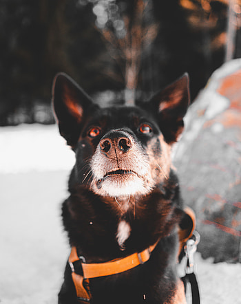 Animals, Dog, Muzzle, Pet HD phone wallpaper