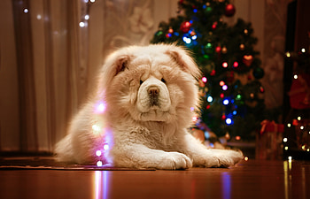 Christmas tree, Chow Chow HD wallpaper