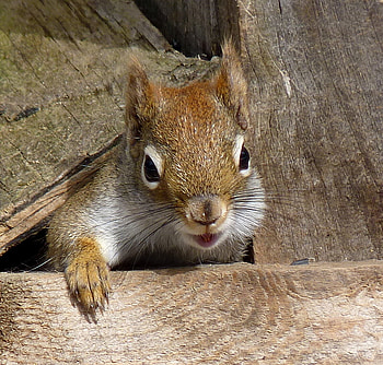 curiosity, cute, nature, wild, squirrel HD wallpaper