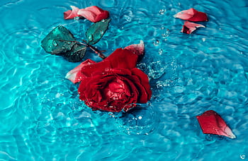 Vibrant red rose with petals floating on clear blue water, creating a splash. HD wallpaper