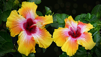 Hibiscus, Yellow, Closeup, Petals, Red, Flowers HD wallpaper