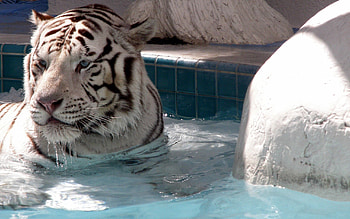 Animals, Water, Muzzle, Sight, Opinion, Tiger, Albino HD wallpaper