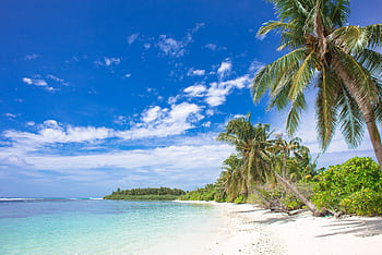 Peaceful beach scene in the Maldives featuring clear skies, palm trees, and turquoise waters. HD wallpaper